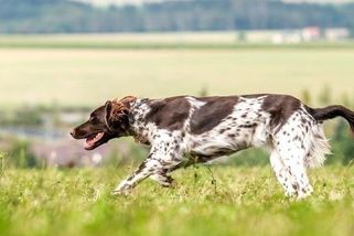 Šestiletému chlapci z Klatovska se zakousl do tváře sousedův ohař. Potrestán nikdo nebude - Novinky